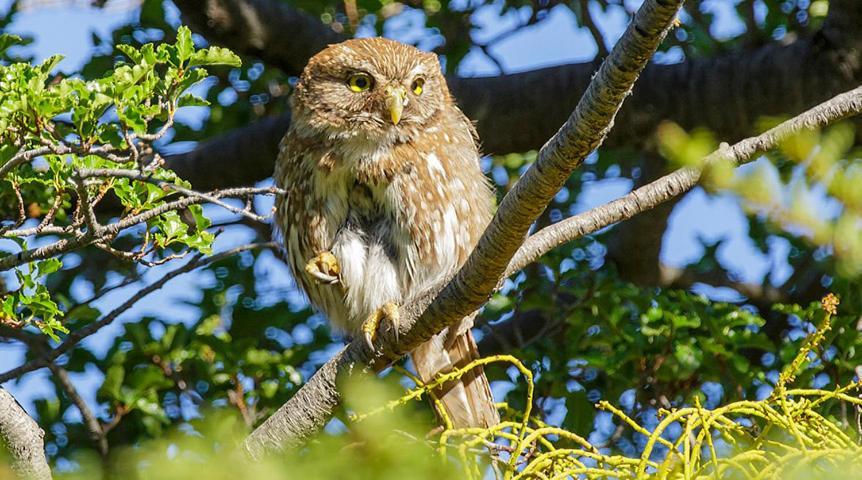 Casa De Montana Inmersa En Bosque Nativo San José de Maipo Kültér fotó